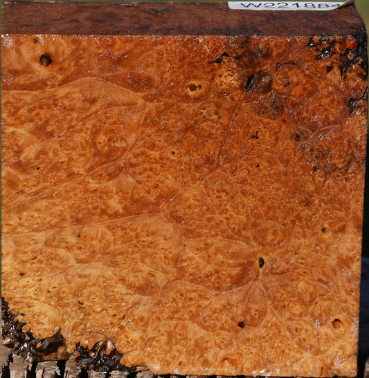 Maple Burl Bowl Blank