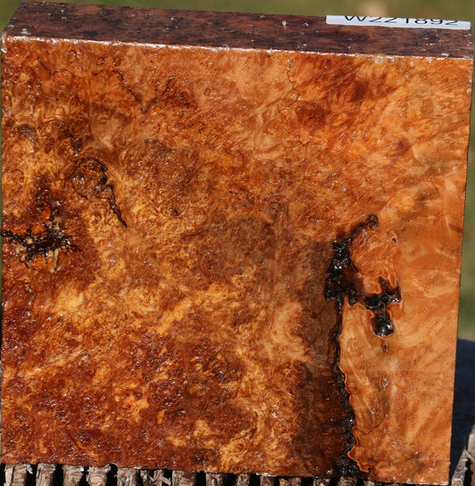 Rustic Maple Burl Bowl Blank