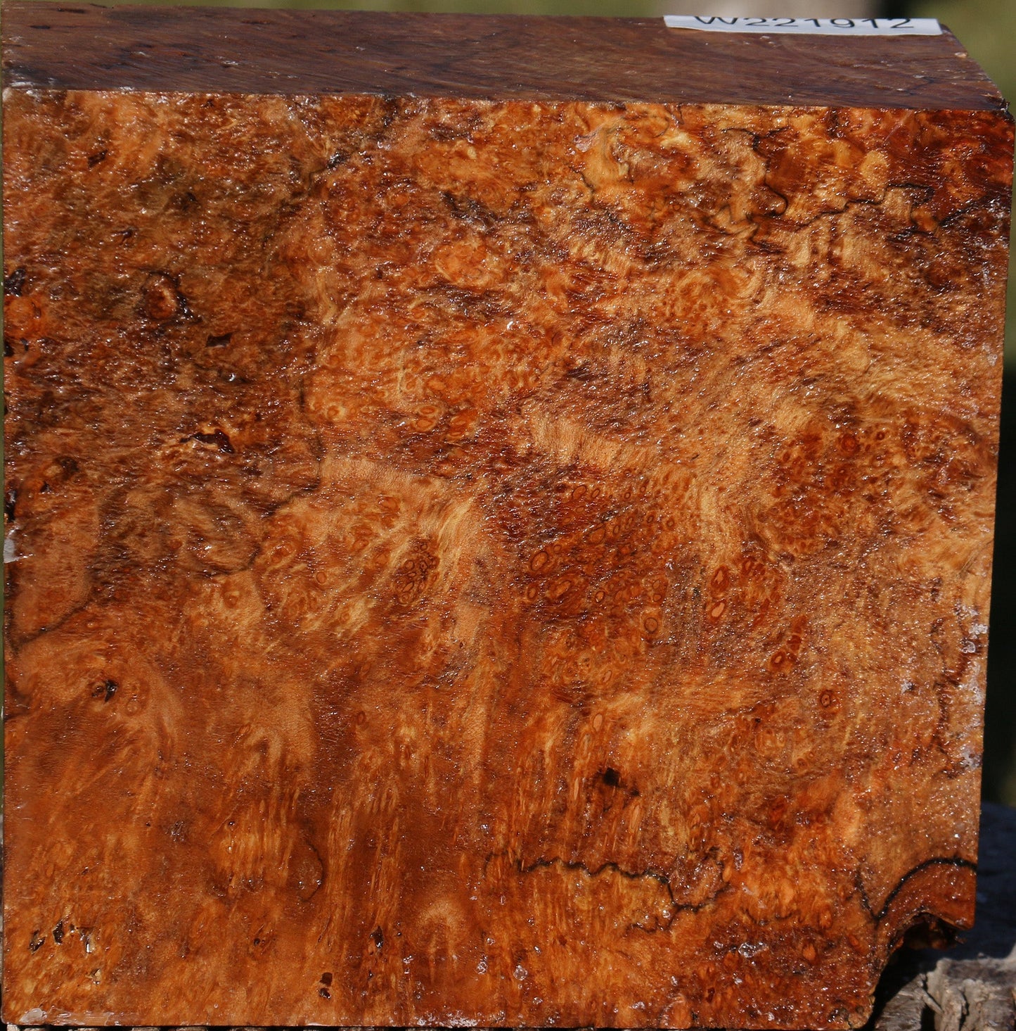 Maple Burl Bowl Blank