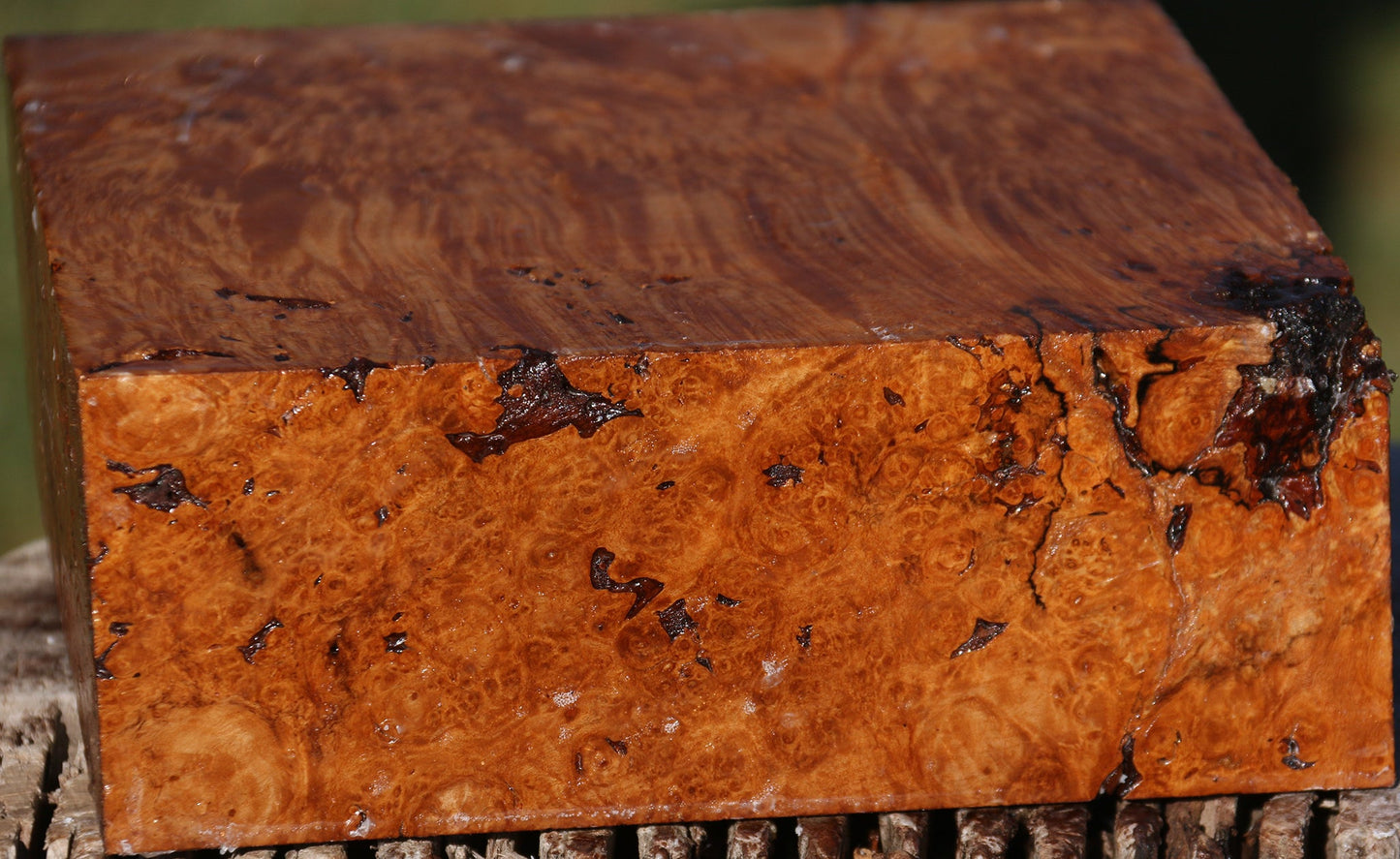 Maple Burl Bowl Blank