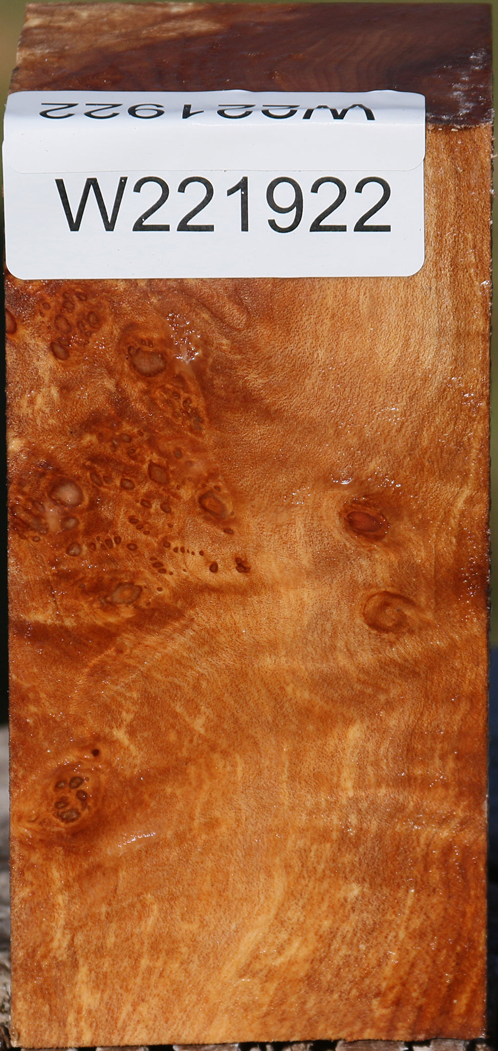 Maple Burl Turning Square