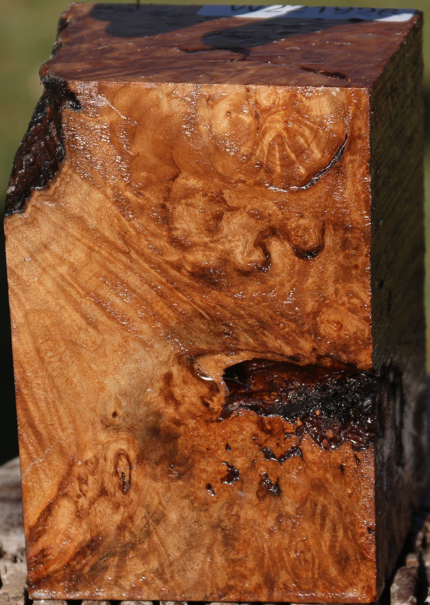 Maple Burl Turning Square