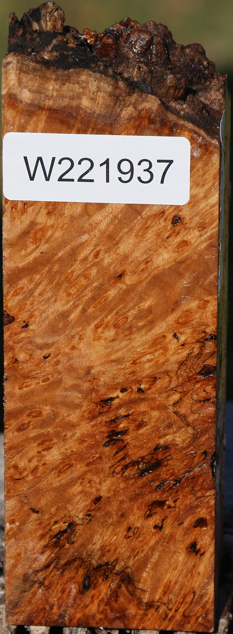 Maple Burl Live Edge Turning Blank