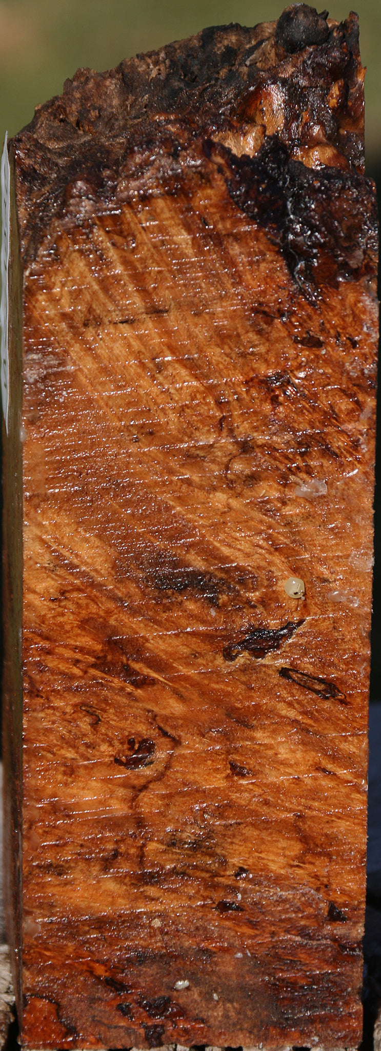 Maple Burl Live Edge Turning Blank