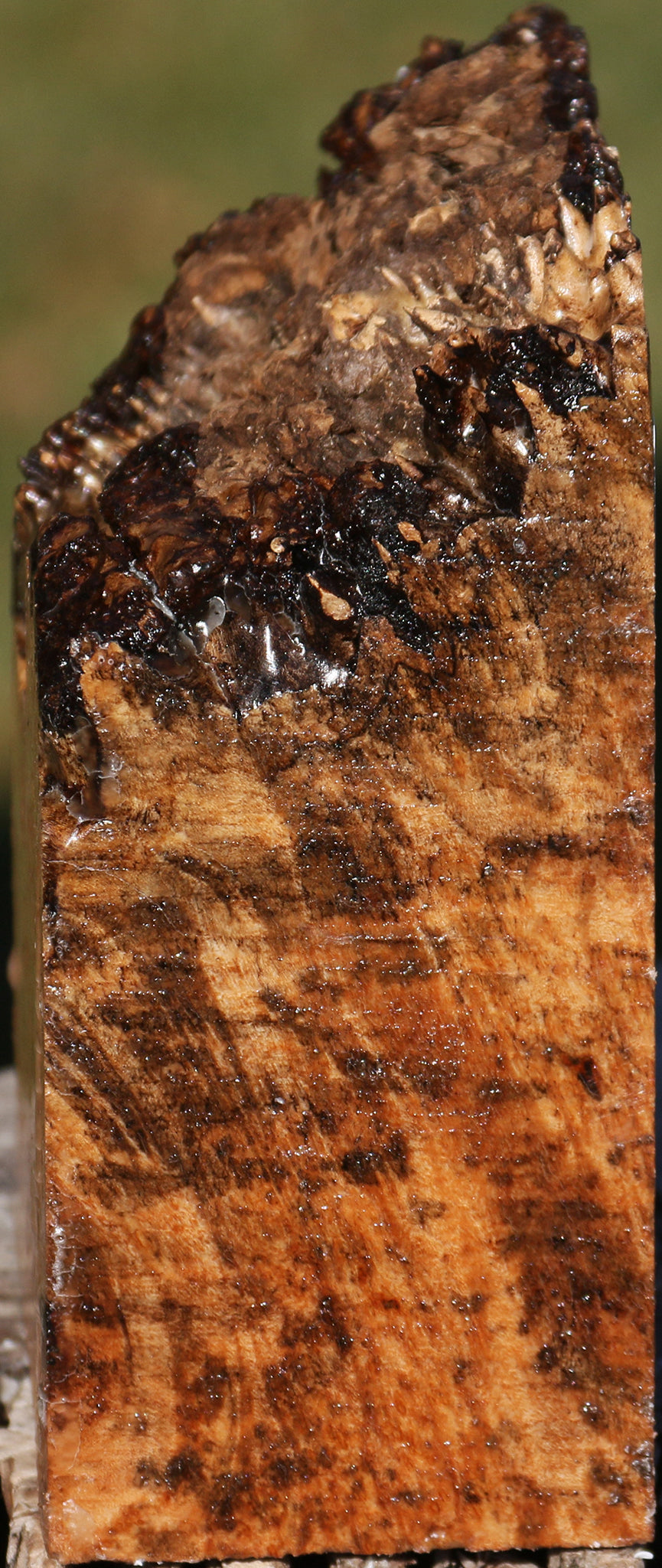 Maple Burl Live Edge Bowl Blank