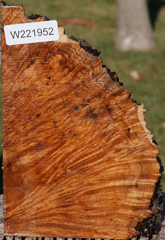 Maple Burl Live Edge Slice