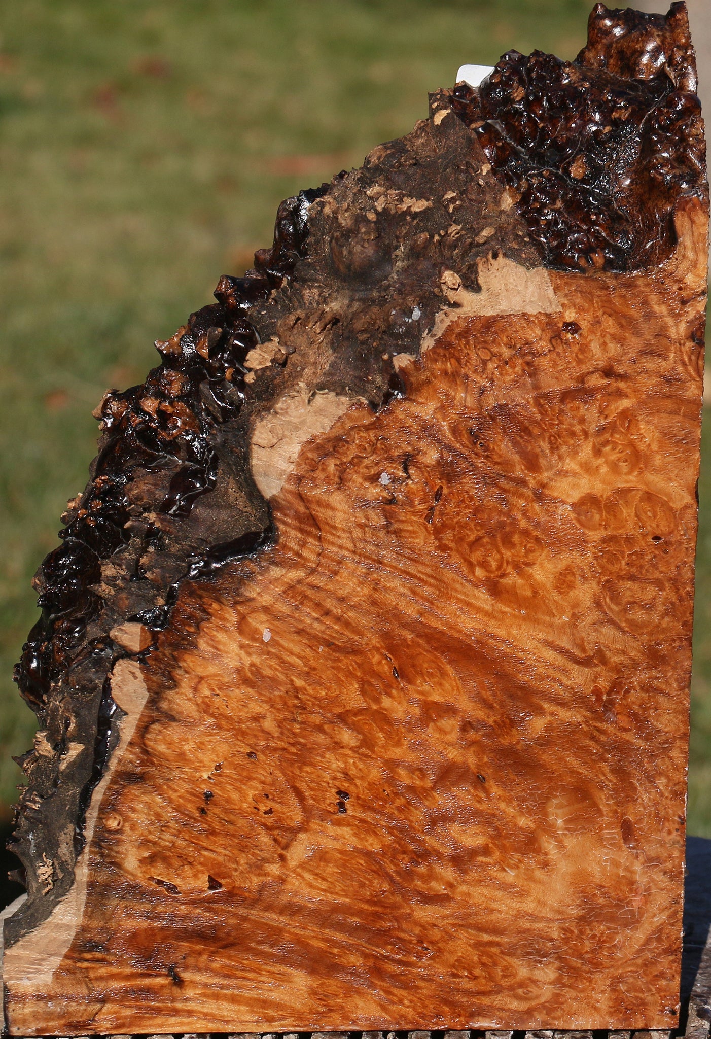 Maple Burl Live Edge Slice