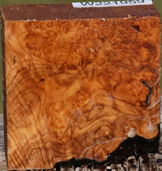 Maple Burl Bowl Blank