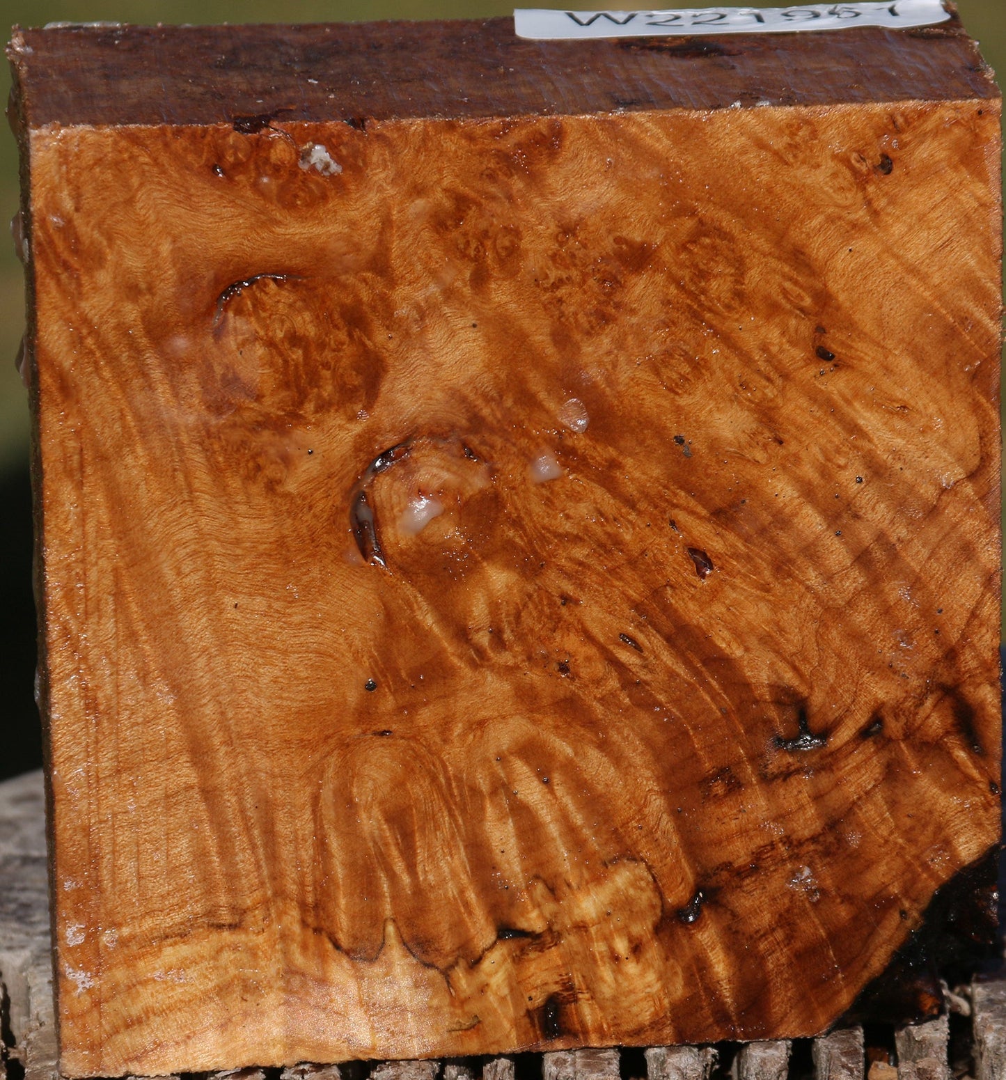 Maple Burl Bowl Blank