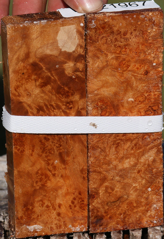 Maple Burl Turning Square 2 Pack