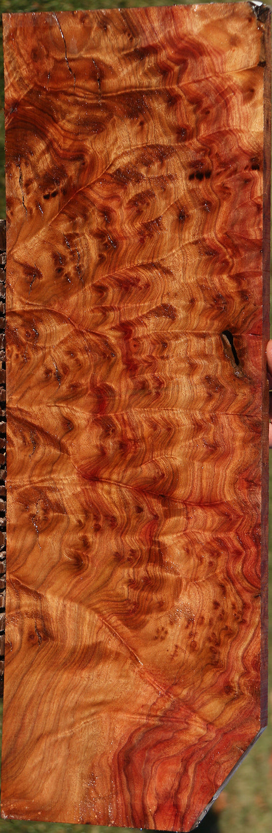 Camphor Burl Lumber