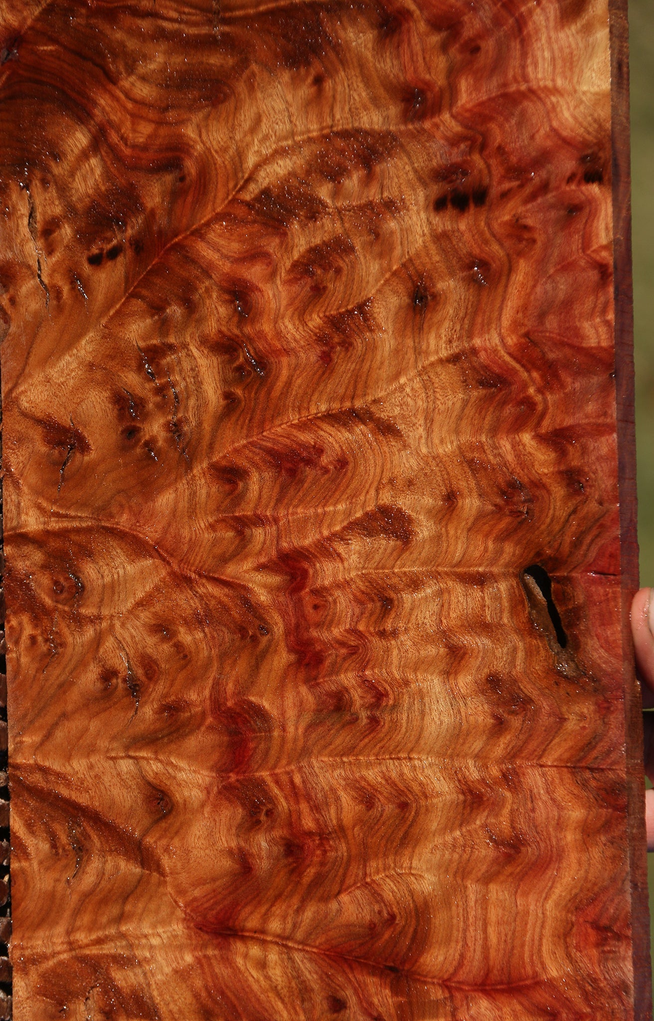 Camphor Burl Lumber