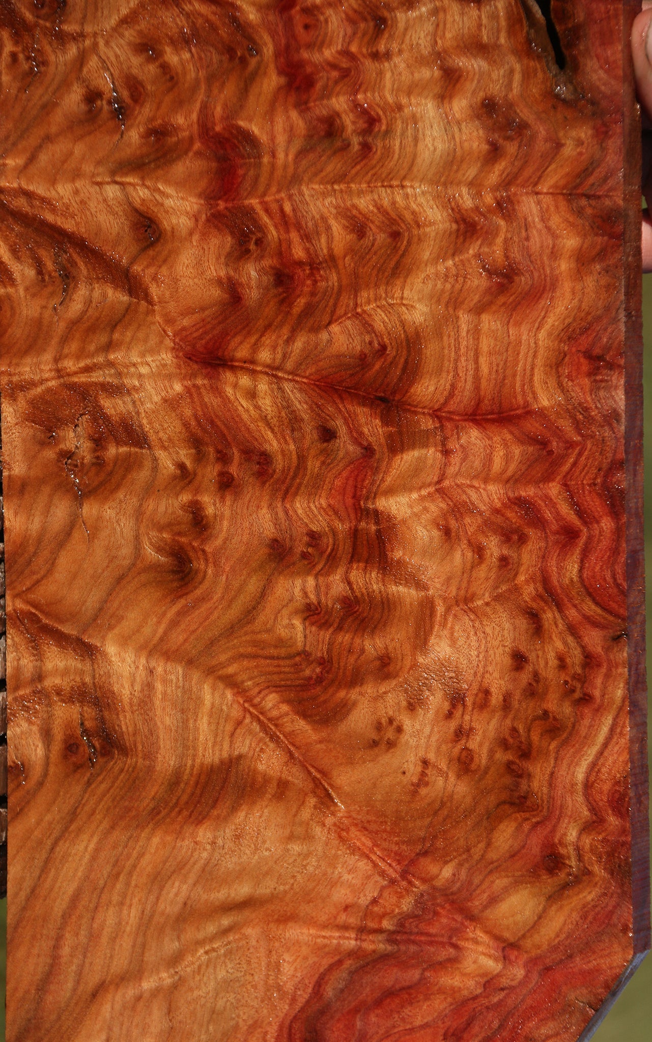 Camphor Burl Lumber