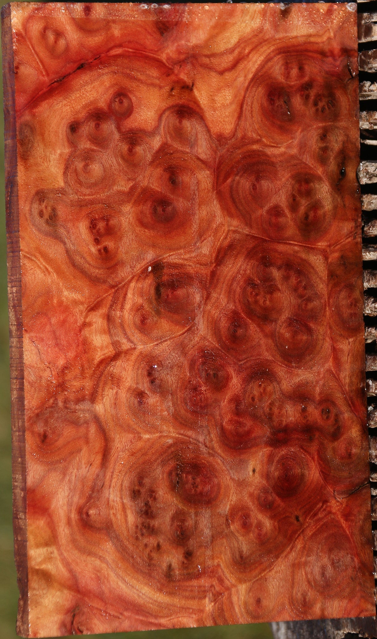 Camphor Burl Lumber