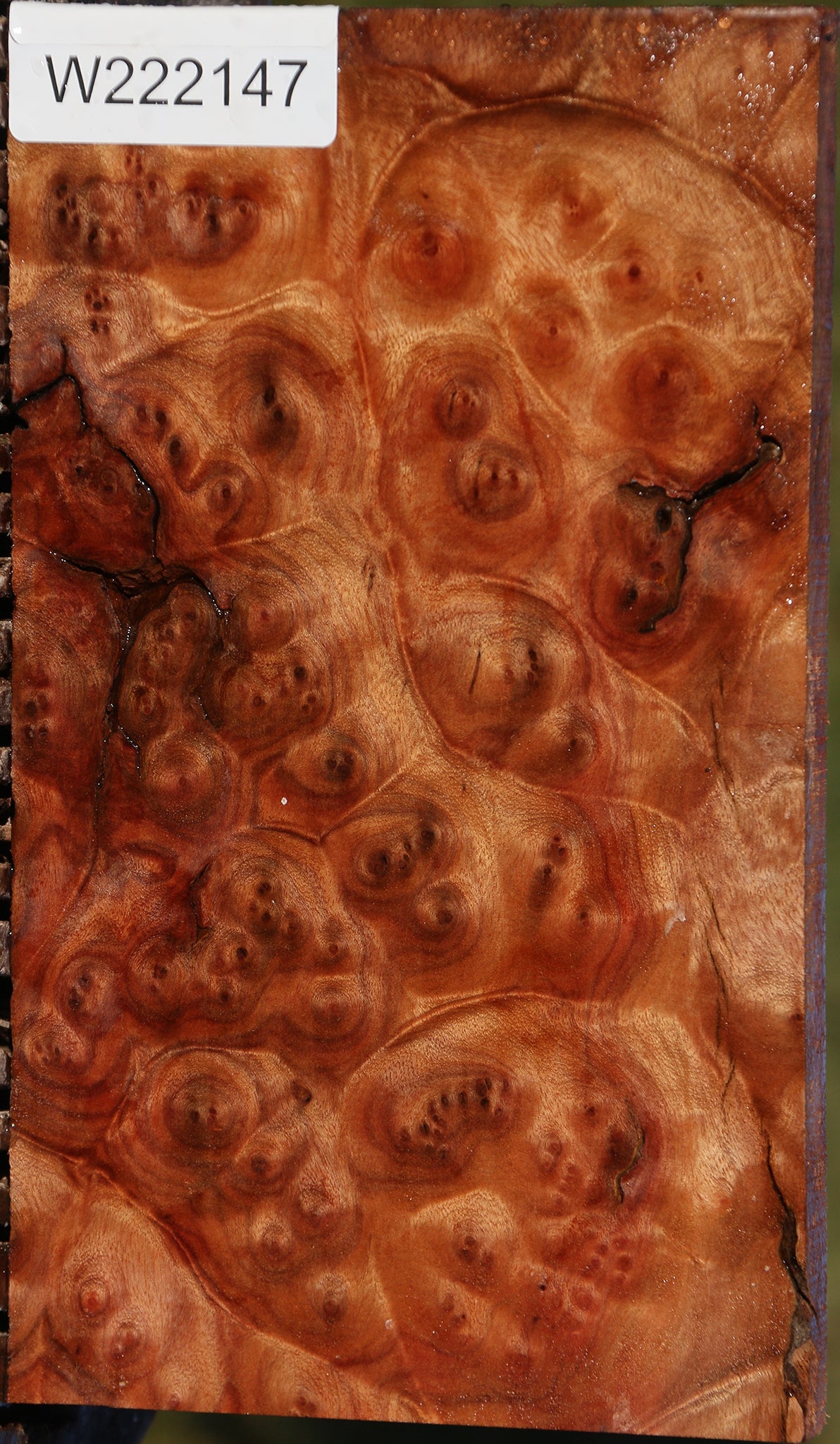 Camphor Burl Lumber