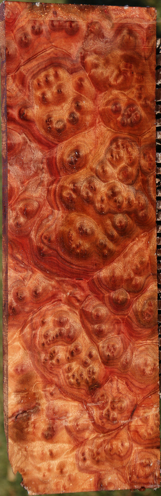 Camphor Burl Lumber