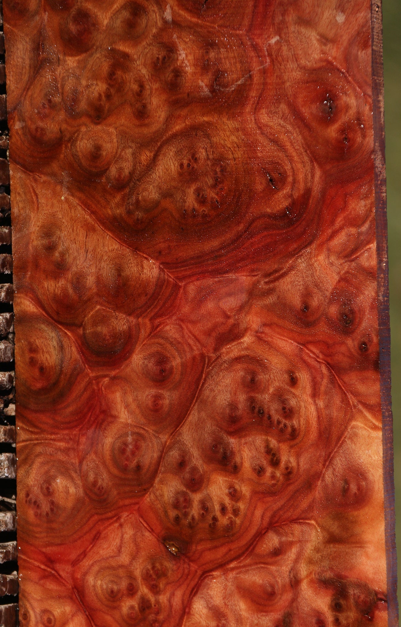 Camphor Burl Lumber