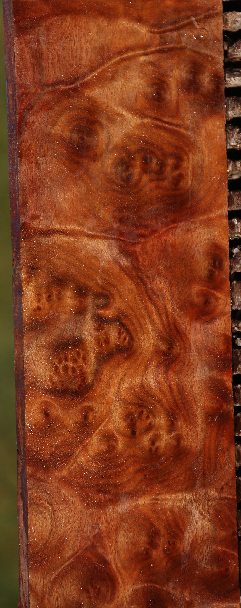 Rustic Camphor Burl Micro Lumber