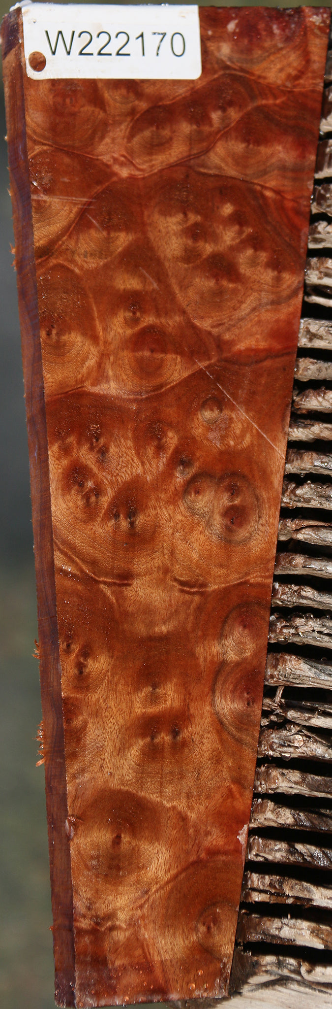 Camphor Burl Lumber