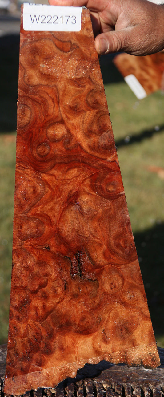 Camphor Burl Live Edge Lumber