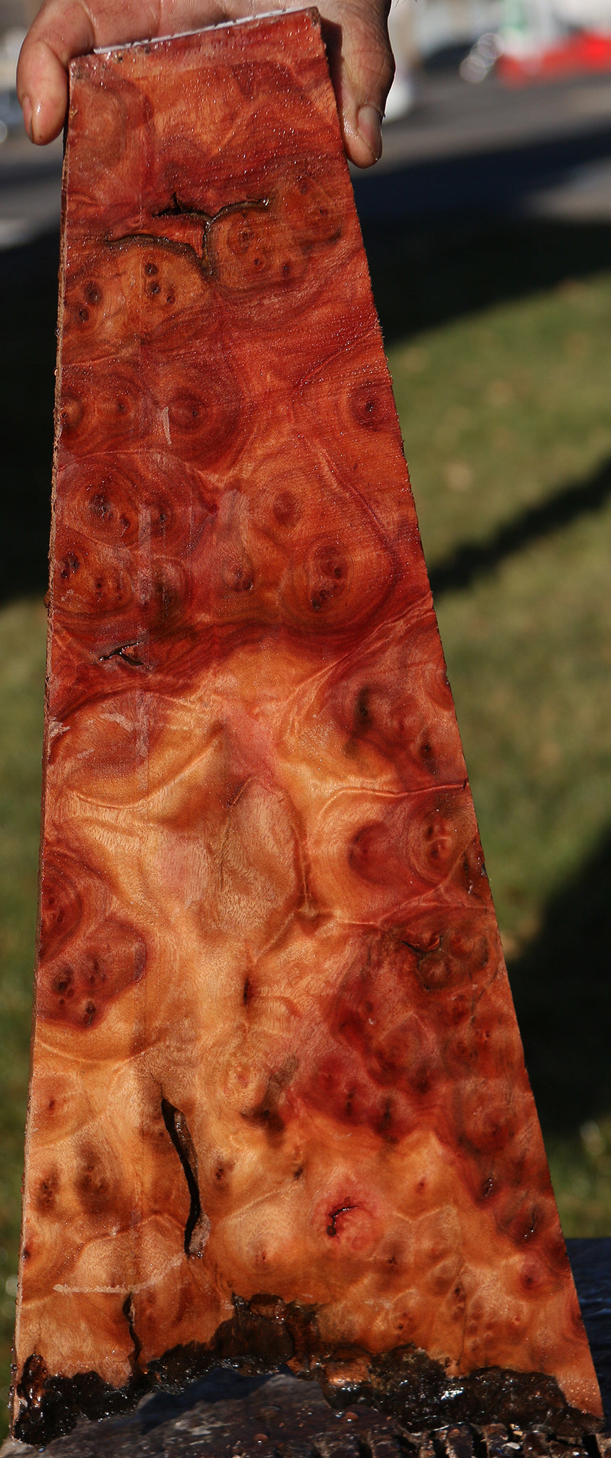 Camphor Burl Live Edge Lumber