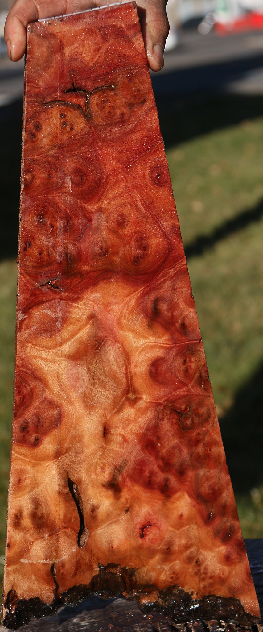 Camphor Burl Lumber