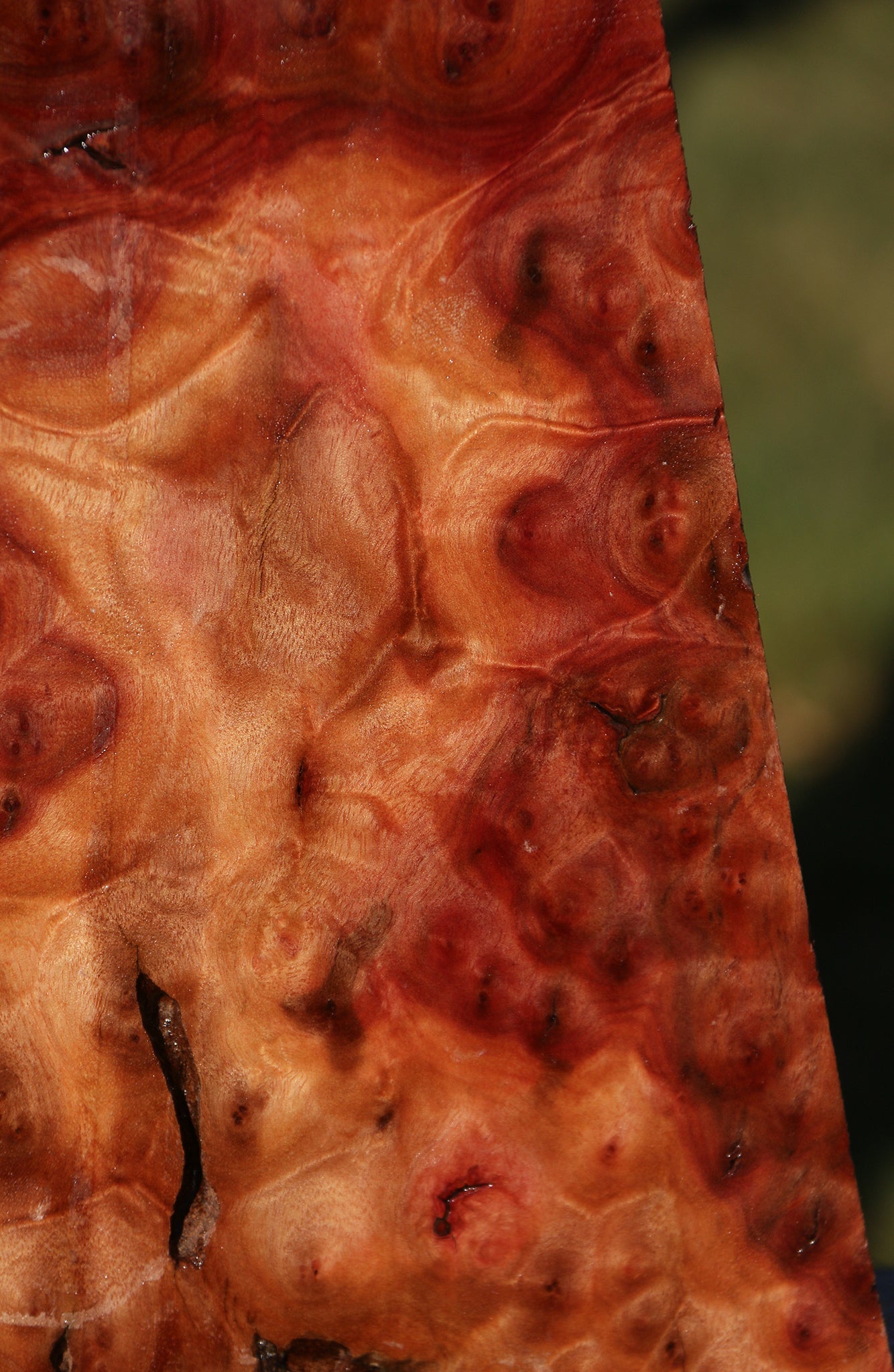 Camphor Burl Lumber