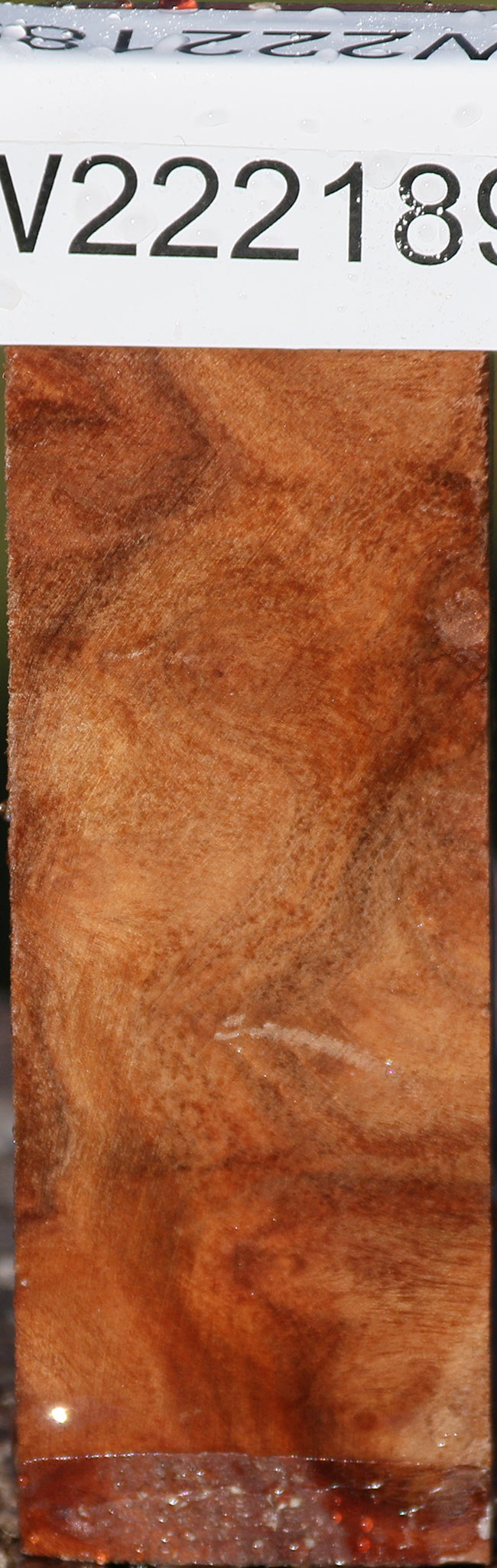 Camphor Burl Lumber