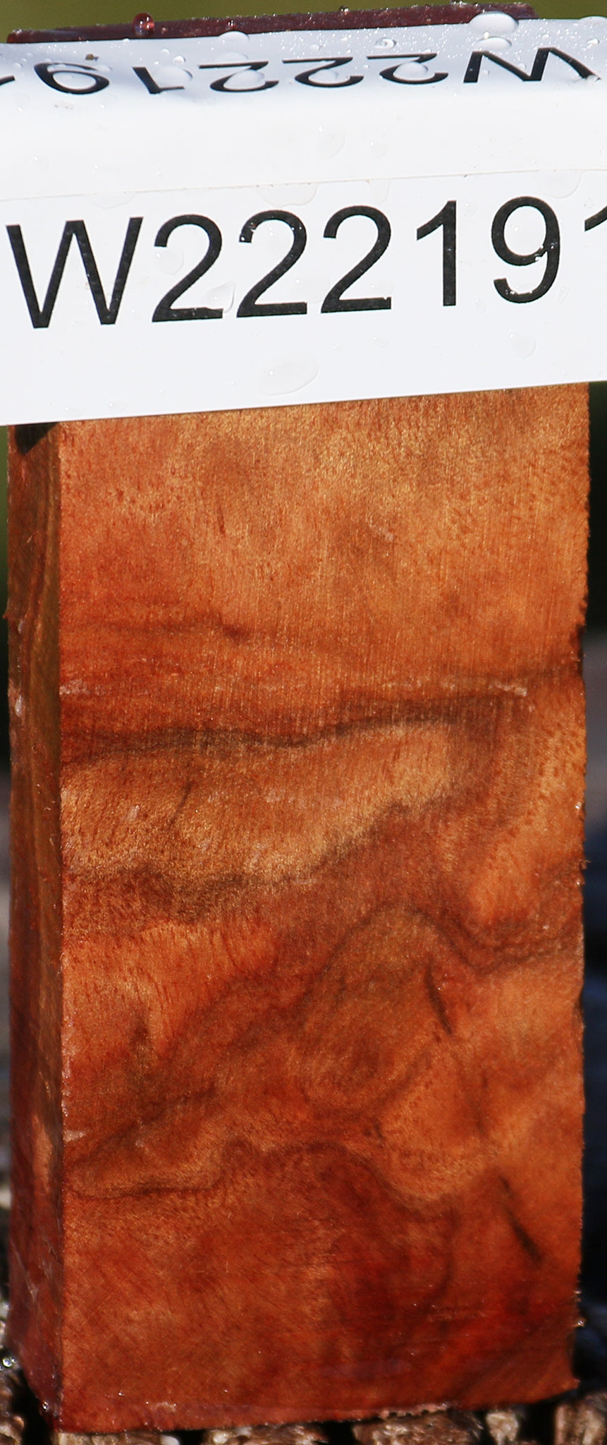 Camphor Burl Lumber