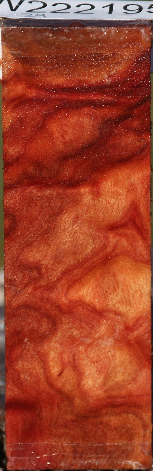 Camphor Burl Lumber