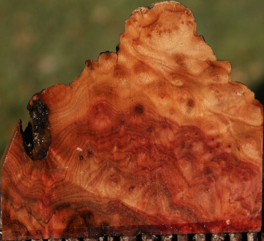 Camphor Burl Live Edge Slice