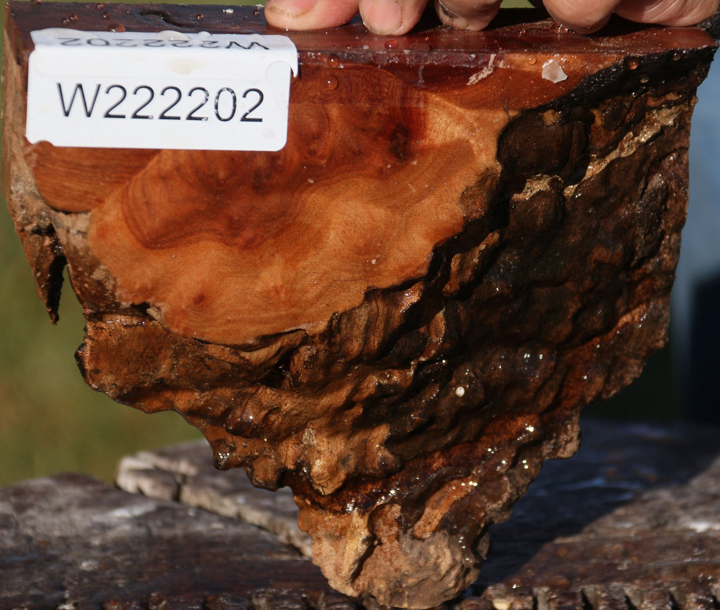 Camphor Burl Live Edge Slice