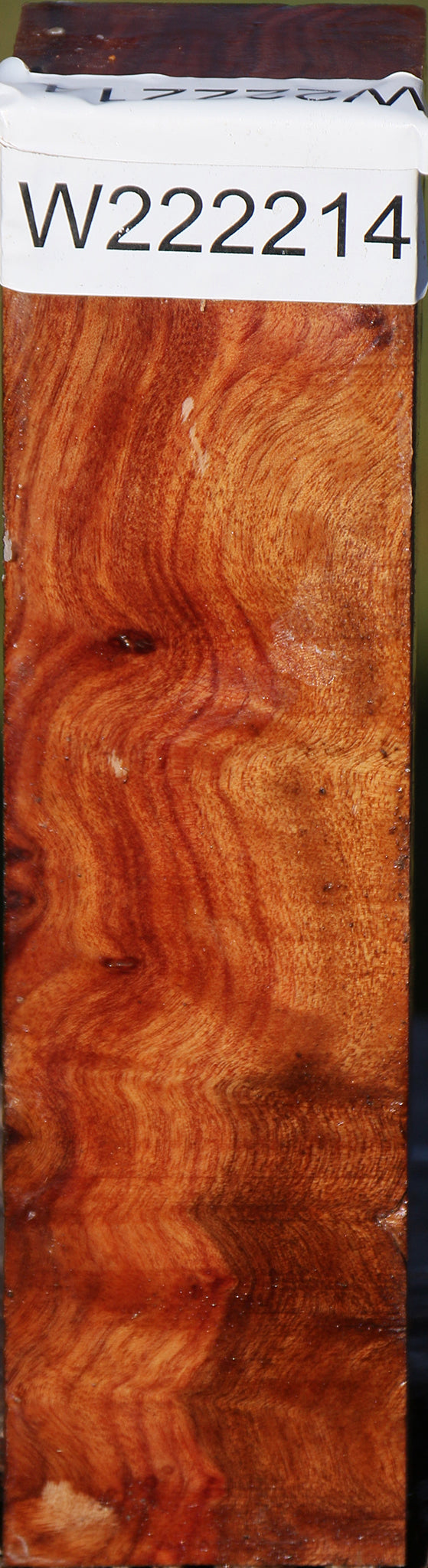 Camphor Burl Turning Square