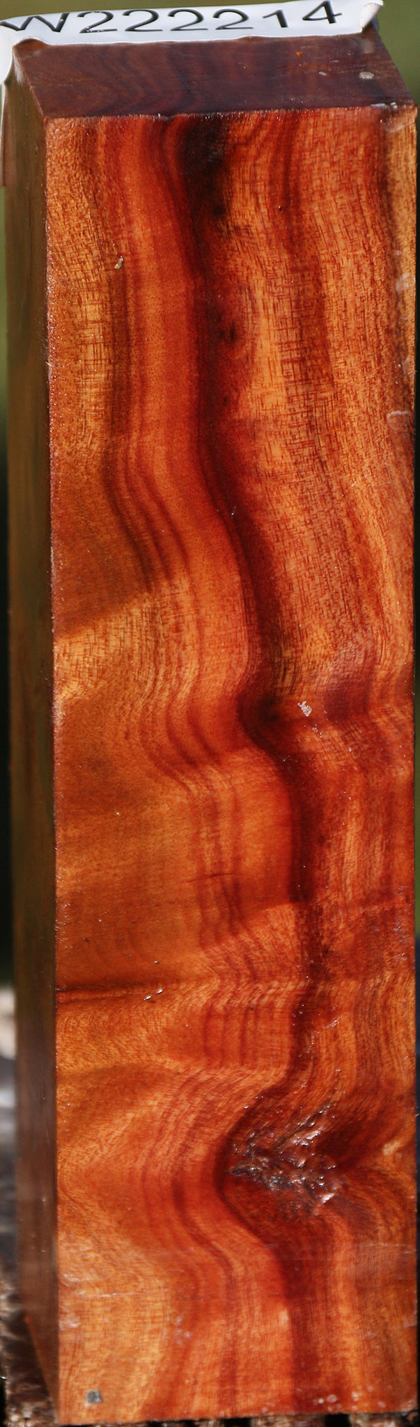 Camphor Burl Turning Square