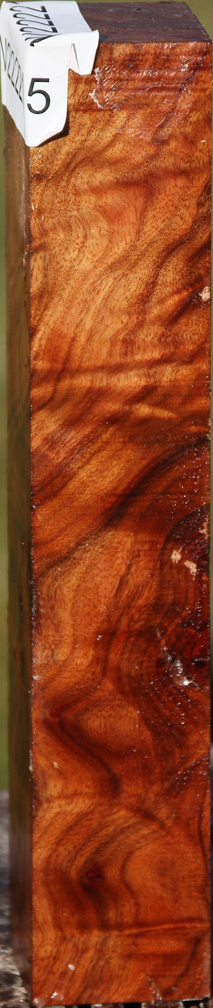 Camphor Burl Turning Square