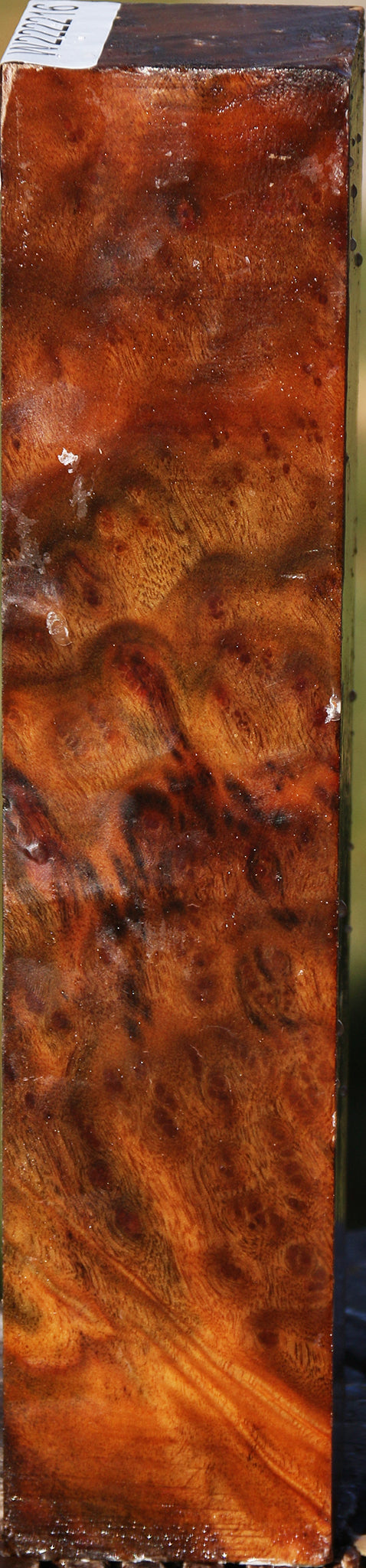 Camphor Burl Turning Square