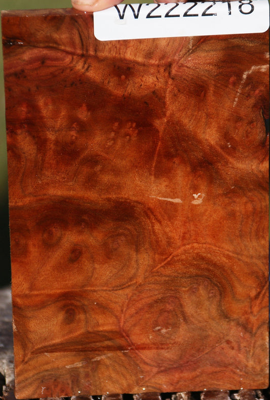 Camphor Burl Micro Lumber