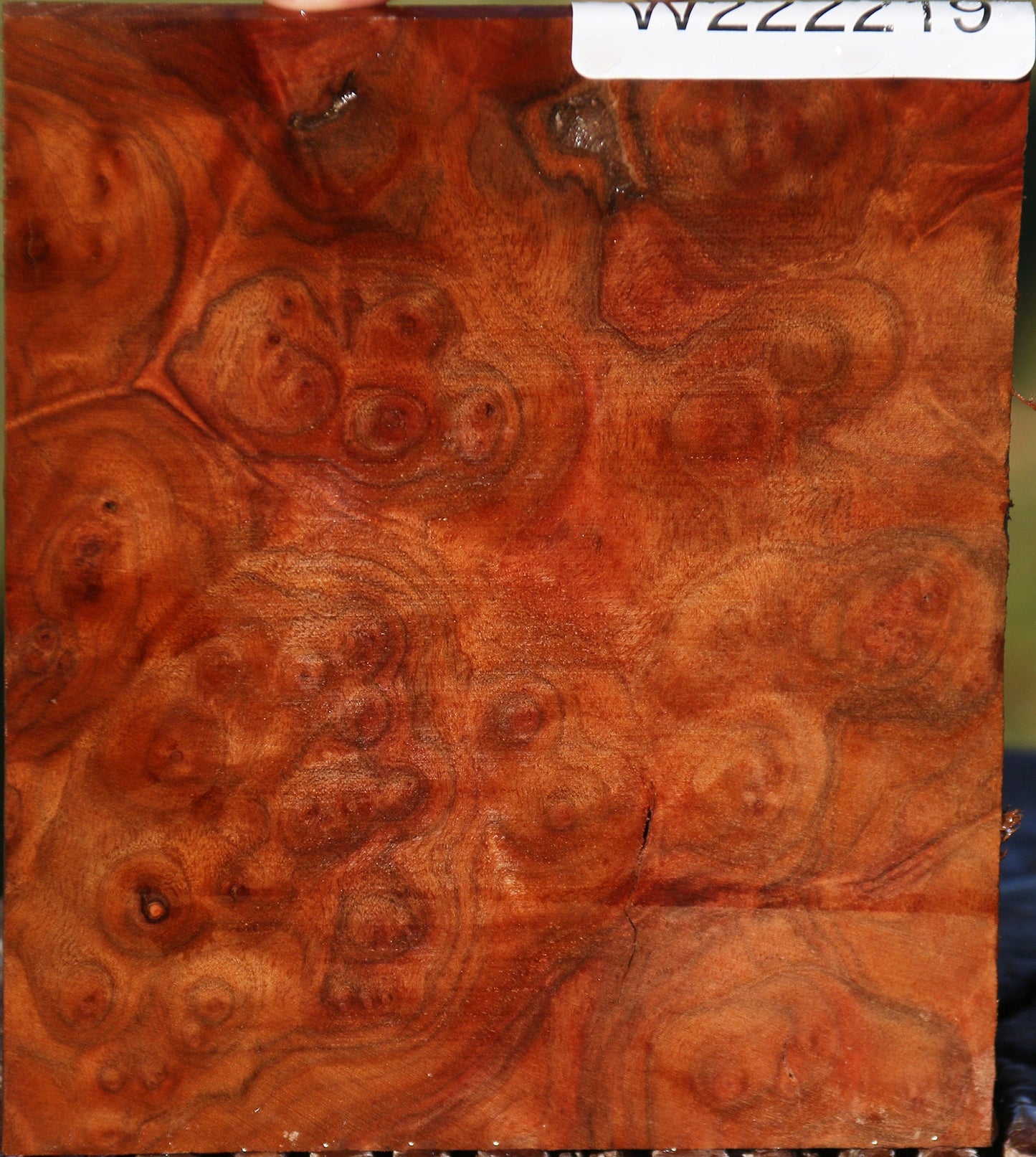 Camphor Burl Micro Lumber