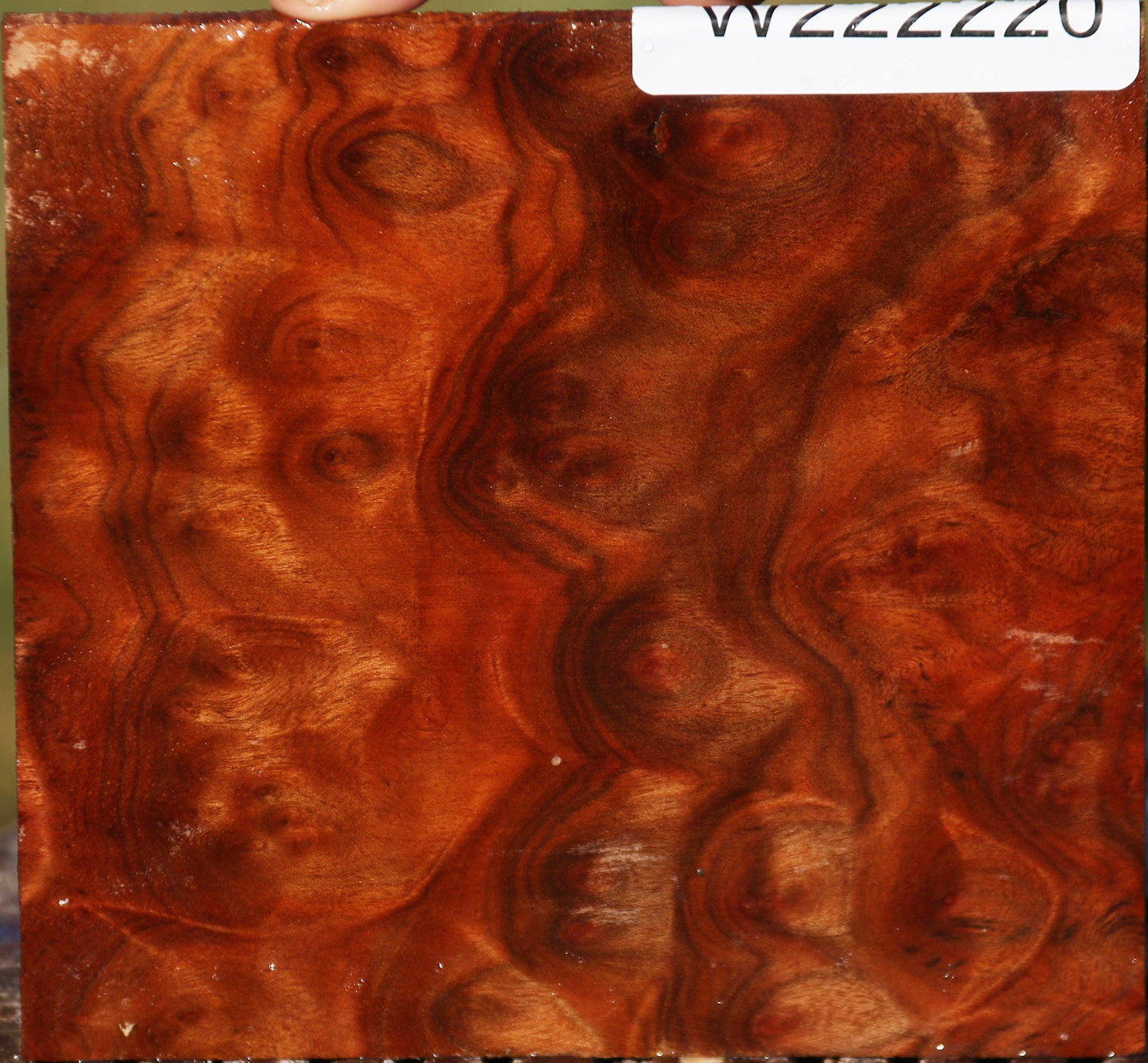 Camphor Burl Micro Lumber