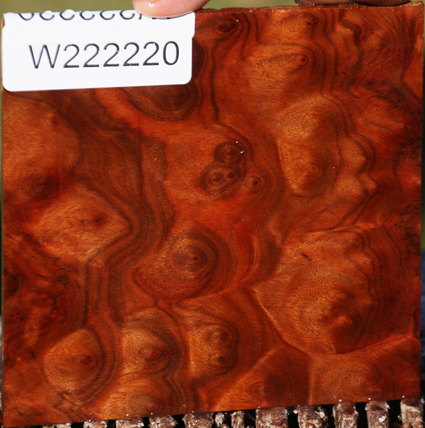 Camphor Burl Micro Lumber