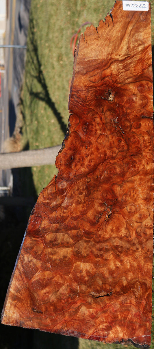 Camphor Burl Live Edge Lumber