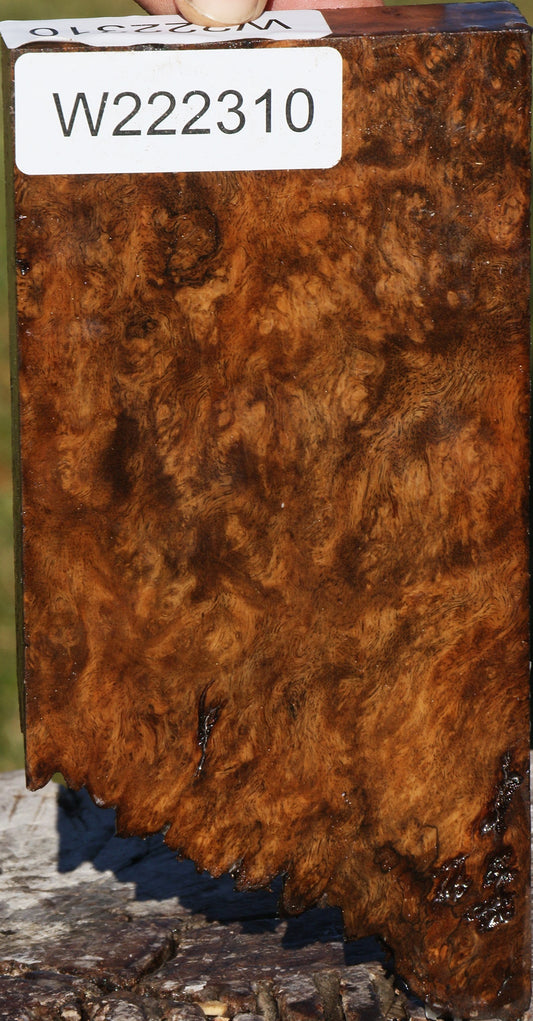 Sindora Burl Live Edge Lumber