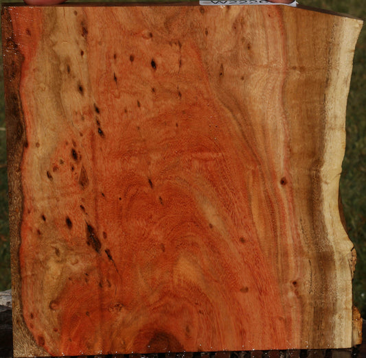 Extra Fancy Carob Live Edge Micro Lumber