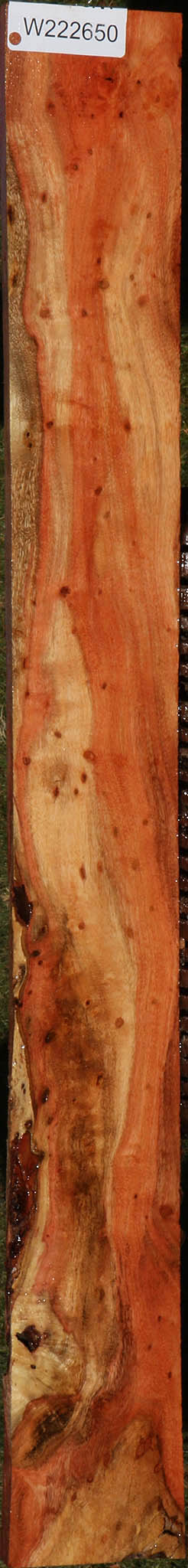 Extra Fancy Carob Live Edge Lumber