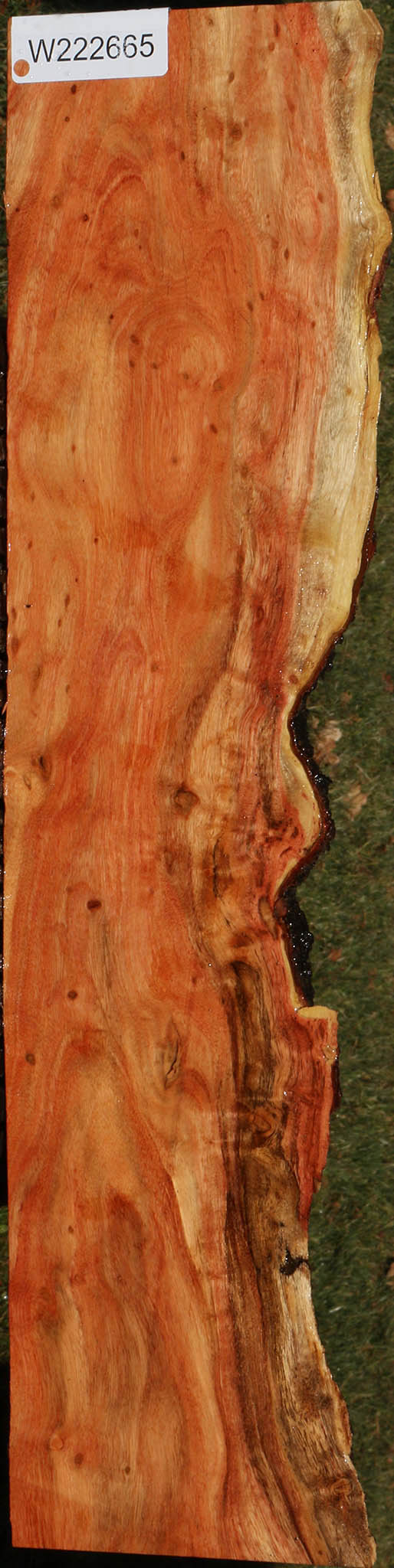 Extra Fancy Carob Live Edge Micro Lumber