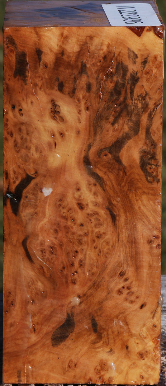 Extra Fancy Hopea Stone Burl Turning Square