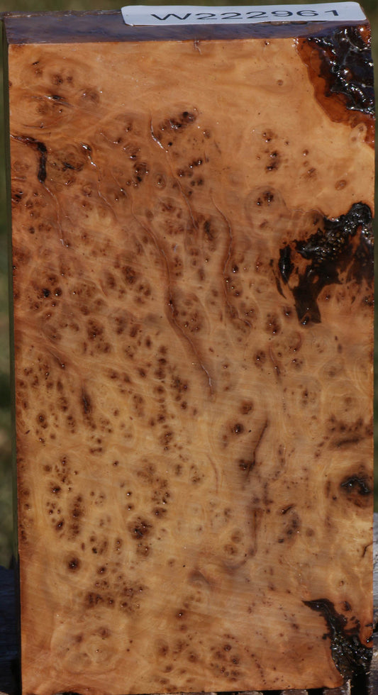 Extra Fancy Hopea Stone Burl Turning Blank