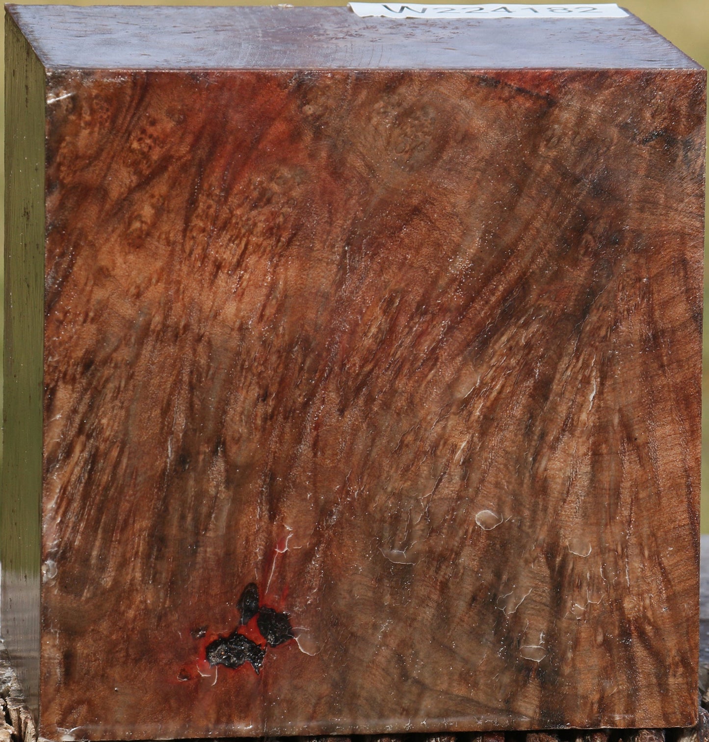 Extra Fancy Madrone Burl Bowl Blank