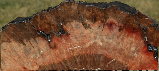 Rustic Madrone Burl Slice