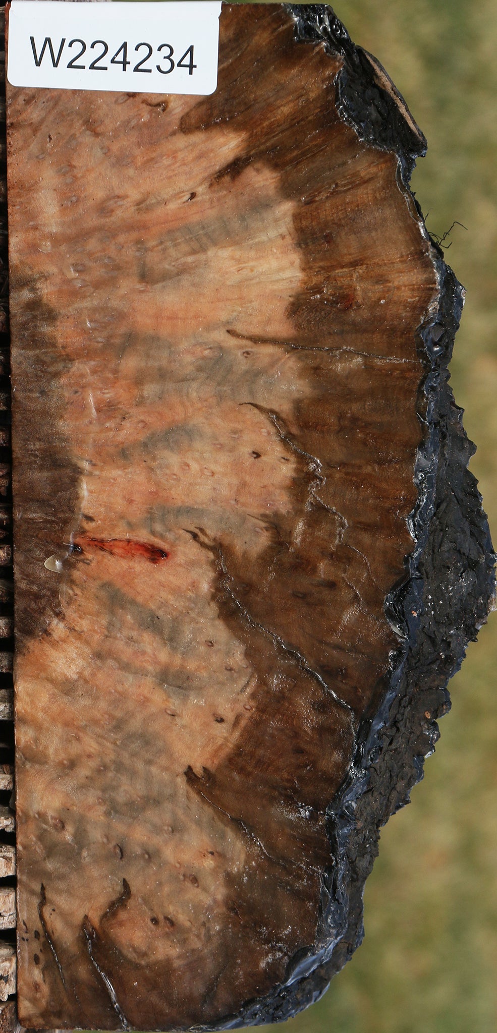 Rustic Madrone Burl Slice